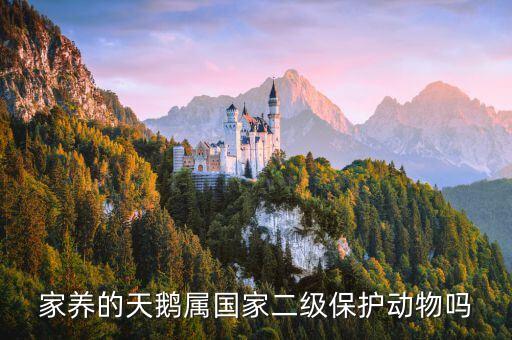 天鵝是保護動物嗎，天鵝是不是國家一級保護動物