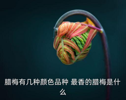 小花梅，葉子特別小花是梅紅色很小是什么梅花