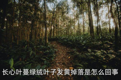 心葉蔓綠絨，心葉蔓綠絨與綠蘿的主要區(qū)別