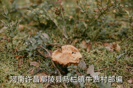 河南許昌鄢陵縣馬欄鎮(zhèn)牛西村郵編