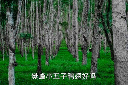 樊峰，給寶寶取名字
