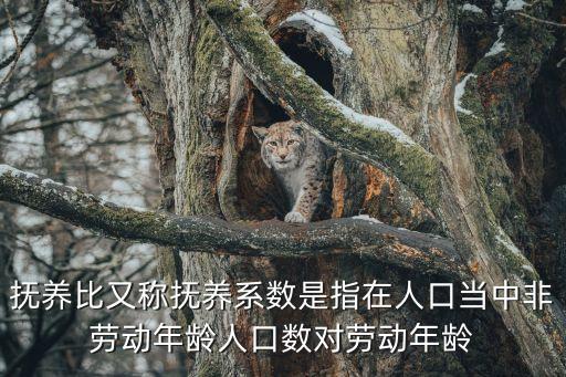 老年人口撫養(yǎng)比，撫養(yǎng)比又稱撫養(yǎng)系數(shù)是指在人口當(dāng)中非勞動年齡人口數(shù)對勞動年齡