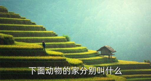 兩頭家，下面動(dòng)物的家分別叫什么