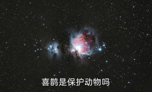 喜鵲是保護(hù)動物嗎