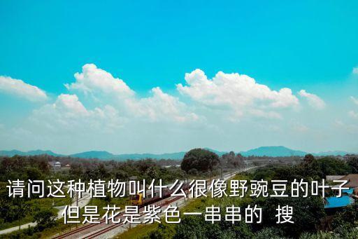 請問這種植物叫什么很像野豌豆的葉子但是花是紫色一串串的  搜