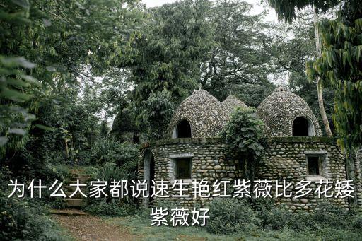 為什么大家都說速生艷紅紫薇比多花矮紫薇好