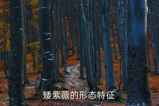 矮紫薇的形態(tài)特征