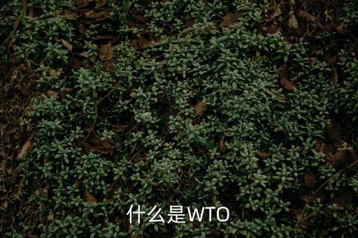什么是WTO