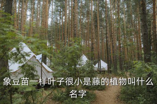 苦馬豆，象豆苗一樣葉子很小是藤的植物叫什么名字