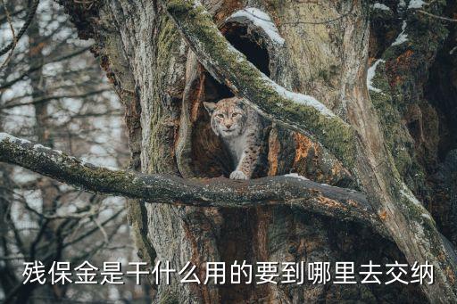 殘保金，能不交殘保金嗎