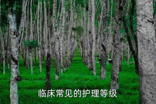 特級護理，那個特護是什么