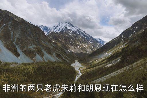 非洲的兩只老虎朱莉和朗恩現(xiàn)在怎么樣