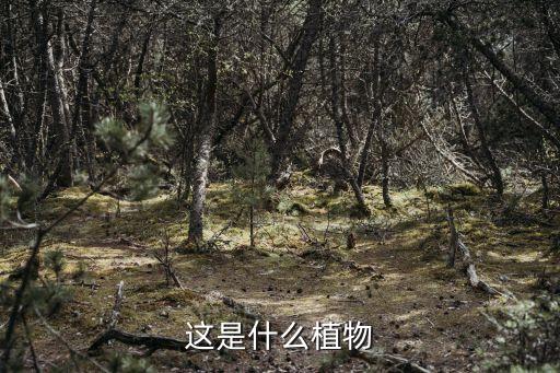 寬葉雀稗，果園常見用于行間自然生草求草名