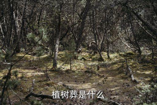 植樹葬是什么