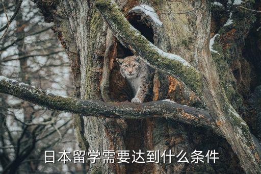 日本留學(xué)申請(qǐng)條件，日本留學(xué)需要達(dá)到什么條件