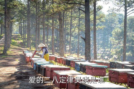 愛的二八定律吳曉是誰