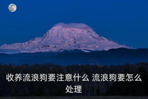 收養(yǎng)流浪狗要注意什么 流浪狗要怎么處理