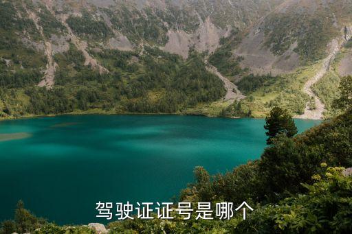 駕駛證證號是哪個