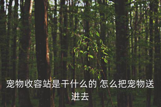 寵物收容站是干什么的 怎么把寵物送進(jìn)去