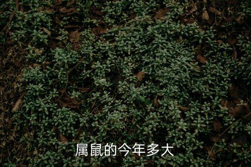 現(xiàn)在是哪一年，屬鼠的今年多大