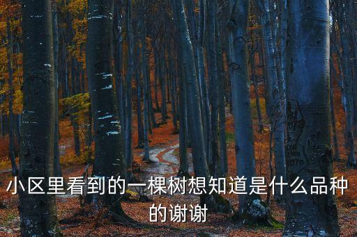 雨傘樹，雨傘樹是什么東東