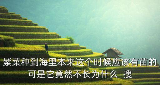 本來這個時候，紫菜種到海里本來這個時候應(yīng)該有苗的可是它竟然不長為什么  搜