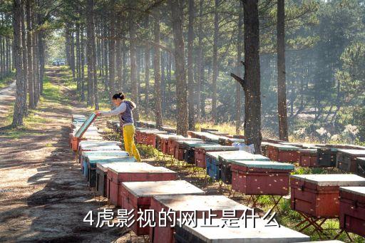 4虎影視的網(wǎng)止是什么