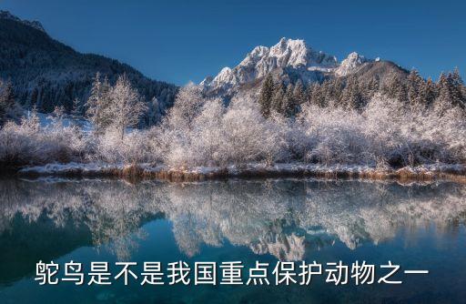 鴕鳥(niǎo)是國(guó)家保護(hù)動(dòng)物嗎，鴕鳥(niǎo)是保護(hù)動(dòng)物嗎是幾級(jí)保護(hù)動(dòng)物