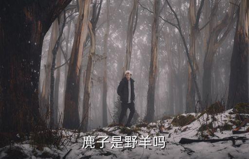 麂子是野羊嗎