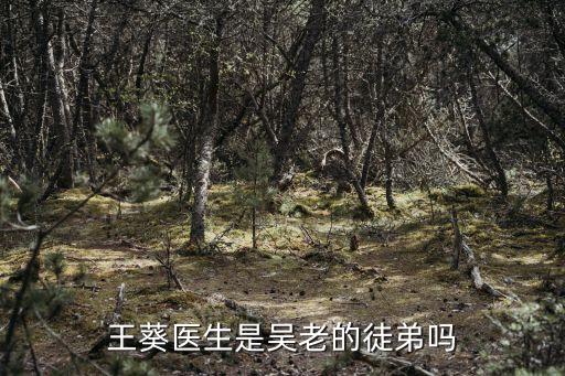 王葵醫(yī)生是吳老的徒弟嗎
