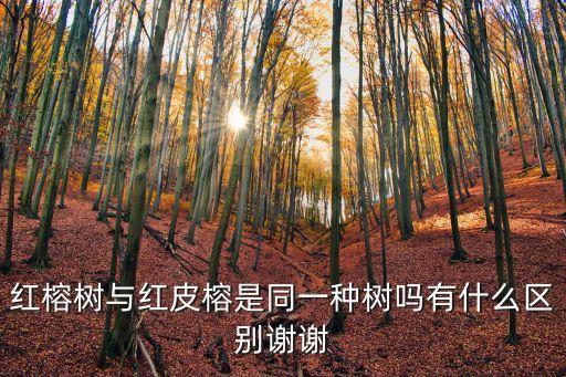 紅皮榕，剛種的紅皮榕樹什么時間施肥