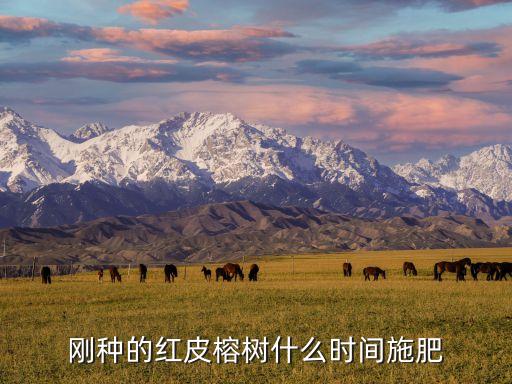 剛種的紅皮榕樹什么時間施肥
