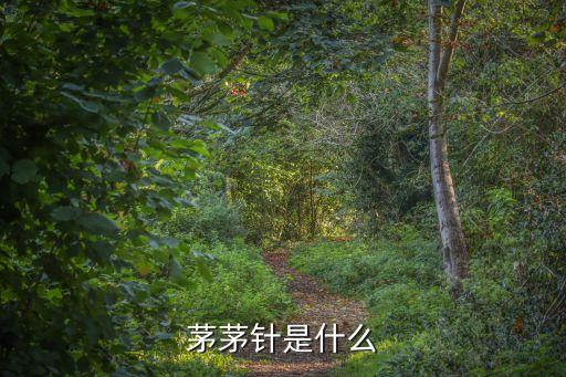 茅茅針，一種葉子細(xì)長帶有鋸齒根部節(jié)狀帶有甘甜味叫什么草