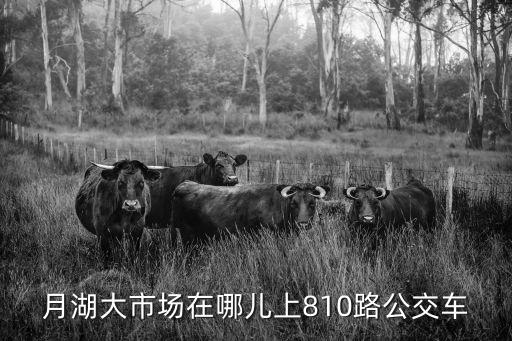 月湖大市場在哪兒上810路公交車