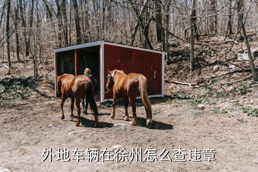 徐州違章查詢，外地車輛在徐州怎么查違章