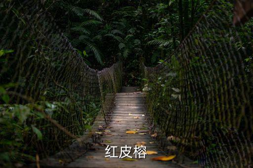 紅皮榕