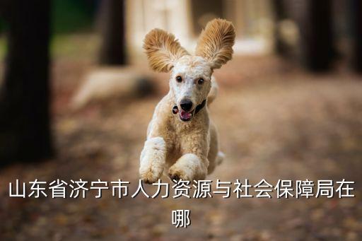 山東省濟寧市人力資源與社會保障局在哪