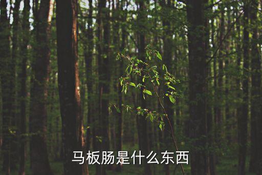 馬板腸，馬板腸是什么東西