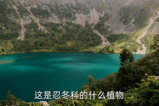 這是忍冬科的什么植物