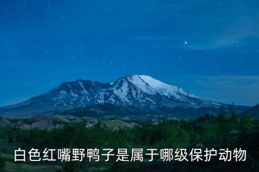 白色紅嘴野鴨子是屬于哪級(jí)保護(hù)動(dòng)物
