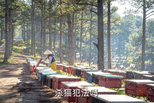 殺貓犯法嗎，殺貓犯法嗎