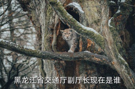 黑龍江省交通廳副廳長(zhǎng)現(xiàn)在是誰(shuí)