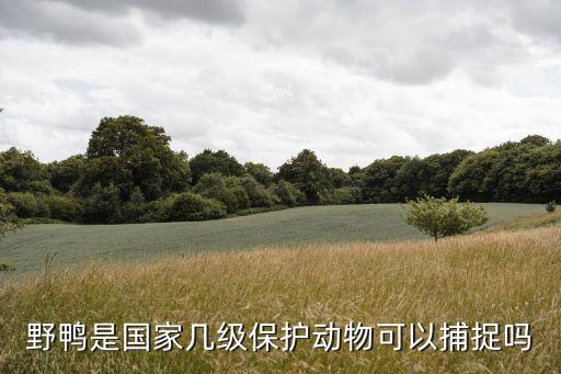 野鴨是國(guó)家?guī)准?jí)保護(hù)動(dòng)物可以捕捉嗎