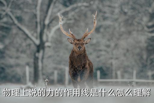 物理上說的力的作用線是什么怎么理解
