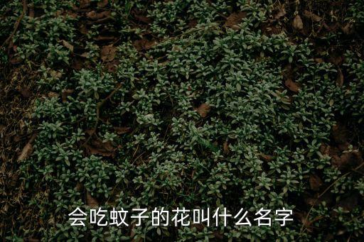 會(huì)吃蚊子的花叫什么名字