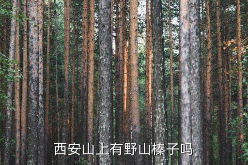 西安山上有野山榛子嗎