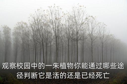 朱樹，朱 木隸念什么