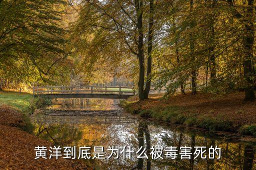 黃洋，黃洋到底是為什么被毒害死的