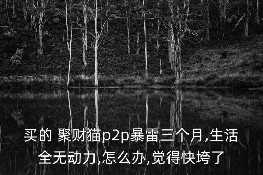 聚財貓