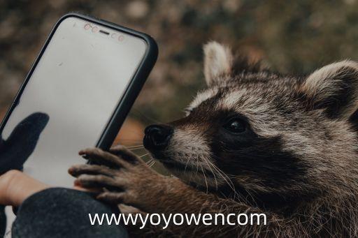 玉足網(wǎng)站，wwwyoyowencom